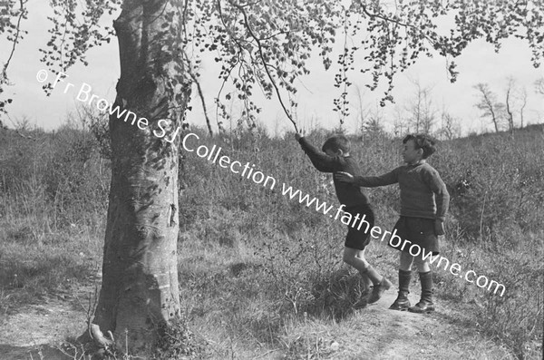 BOYS SWINGING FROM TREE